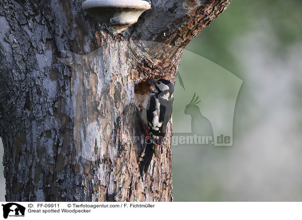 Great spotted Woodpecker / FF-09911