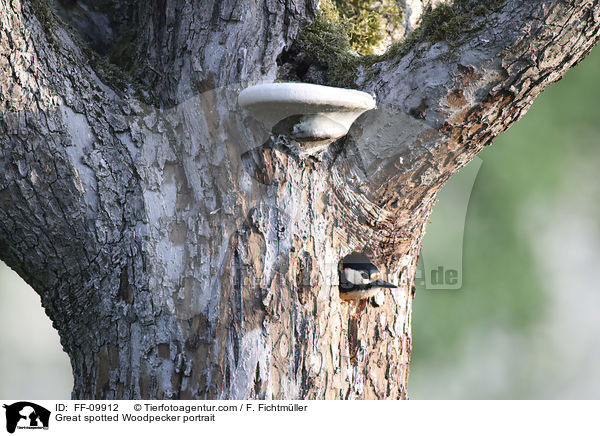 Great spotted Woodpecker portrait / FF-09912