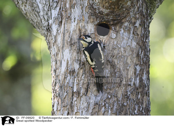 Great spotted Woodpecker / FF-09920