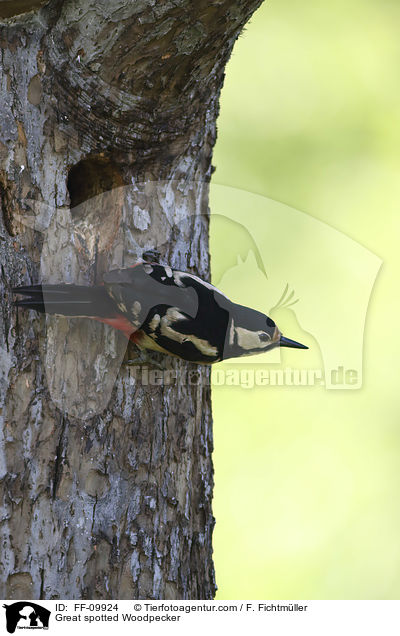 Great spotted Woodpecker / FF-09924
