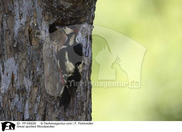 Great spotted Woodpecker / FF-09926