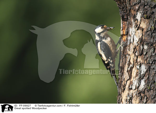 Great spotted Woodpecker / FF-09927