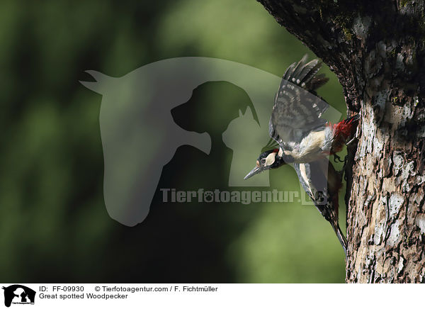 Great spotted Woodpecker / FF-09930