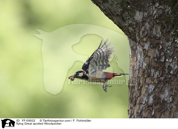 flying Great spotted Woodpecker / FF-09932