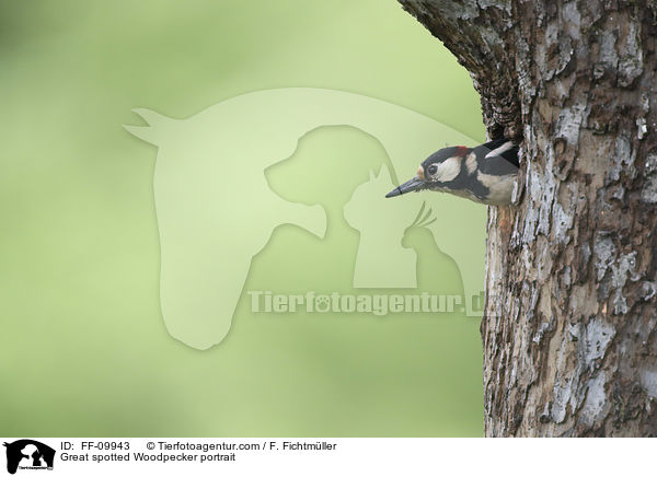 Buntspecht Portrait / Great spotted Woodpecker portrait / FF-09943