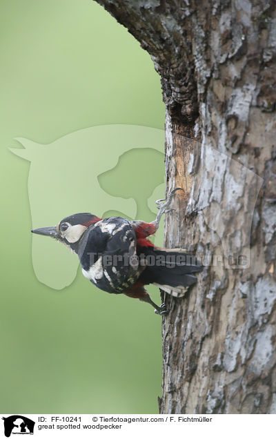 Buntspecht / great spotted woodpecker / FF-10241