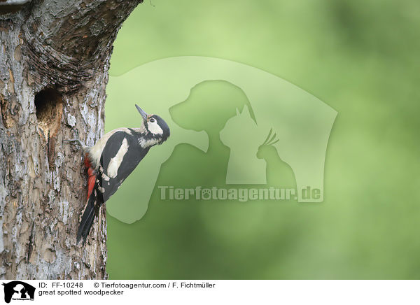 Buntspecht / great spotted woodpecker / FF-10248