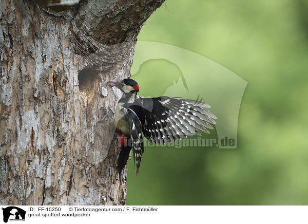 Buntspecht / great spotted woodpecker / FF-10250