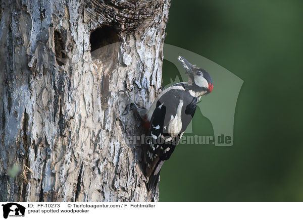 Buntspecht / great spotted woodpecker / FF-10273