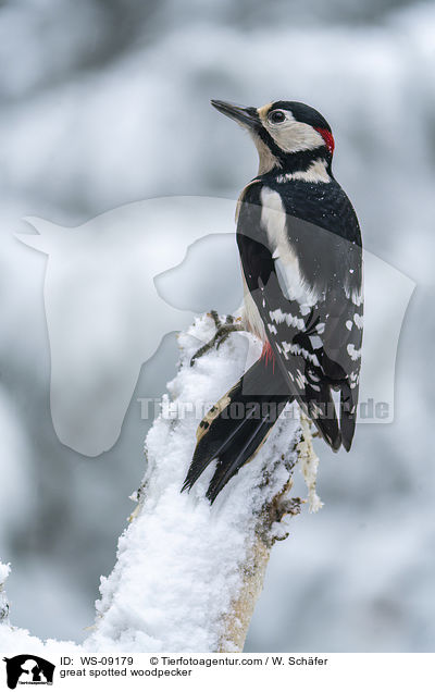 great spotted woodpecker / WS-09179