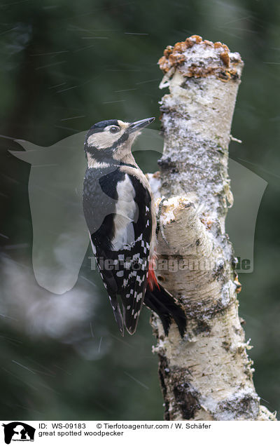 Buntspecht / great spotted woodpecker / WS-09183