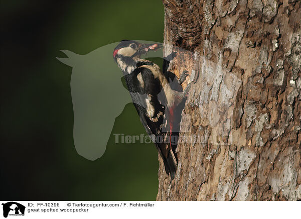 great spotted woodpecker / FF-10396