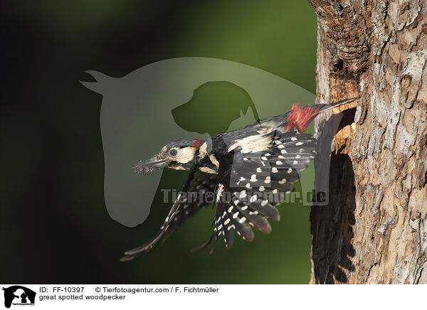Buntspecht / great spotted woodpecker / FF-10397