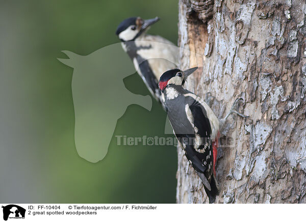 2 great spotted woodpeckers / FF-10404