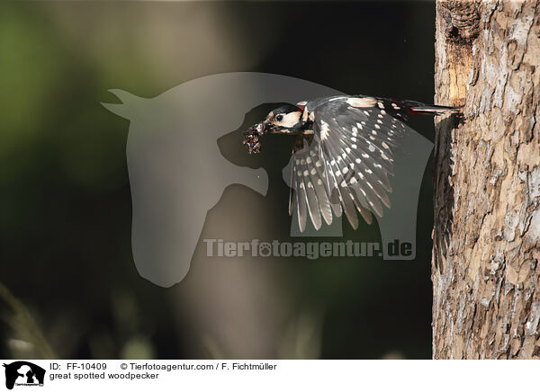 great spotted woodpecker / FF-10409