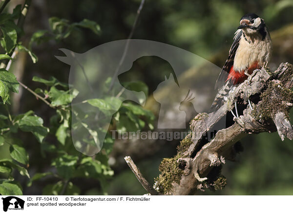 Buntspecht / great spotted woodpecker / FF-10410