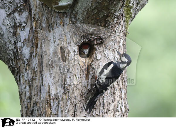 2 Buntspechte / 2 great spotted woodpeckers / FF-10412