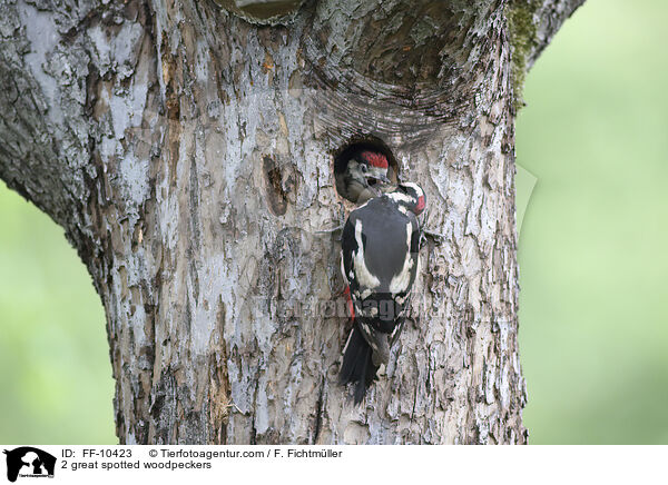 2 Buntspechte / 2 great spotted woodpeckers / FF-10423