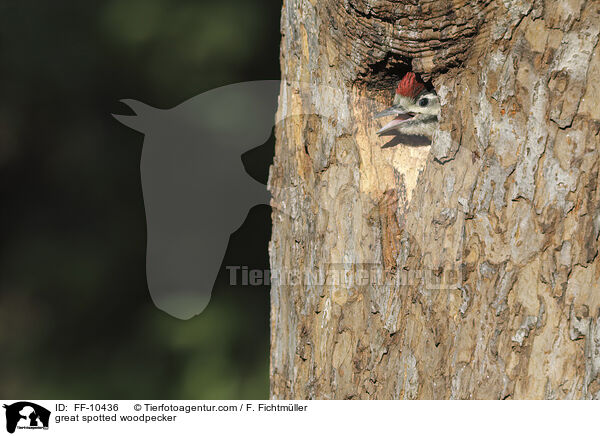 Buntspecht / great spotted woodpecker / FF-10436