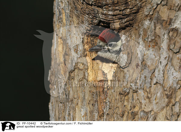 great spotted woodpecker / FF-10442