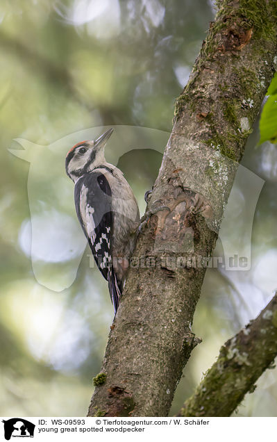 junger Buntspecht / young great spotted woodpecker / WS-09593