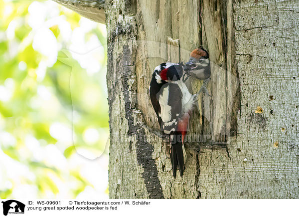 young great spotted woodpecker is fed / WS-09601