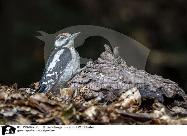 great spotted woodpecker / WS-09768