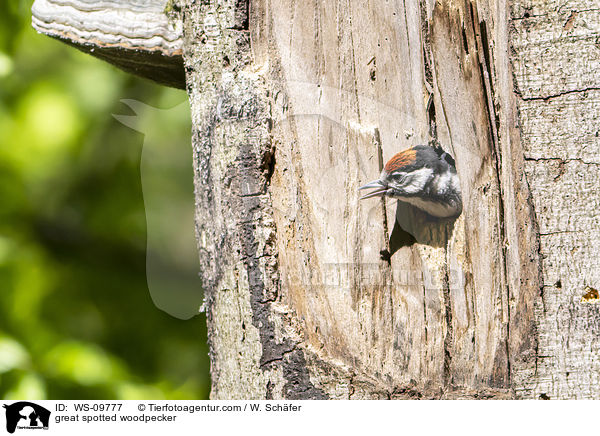 great spotted woodpecker / WS-09777