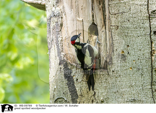 Buntspecht / great spotted woodpecker / WS-09789