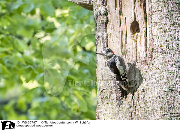 Buntspecht / great spotted woodpecker / WS-09797
