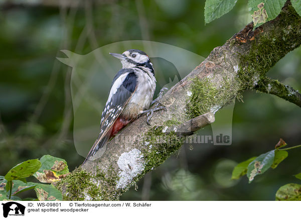Buntspecht / great spotted woodpecker / WS-09801