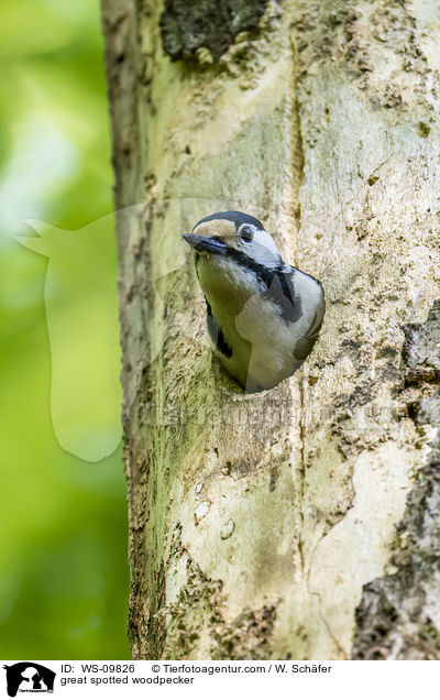 great spotted woodpecker / WS-09826