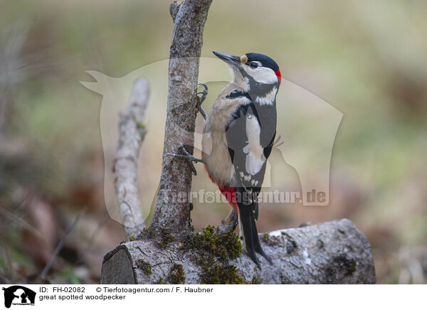 great spotted woodpecker / FH-02082