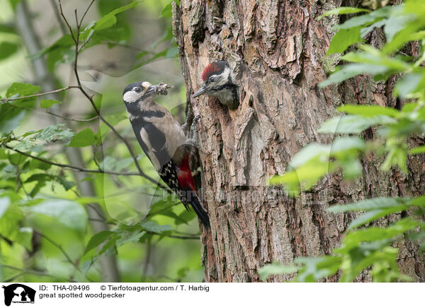 Buntspecht / great spotted woodpecker / THA-09496