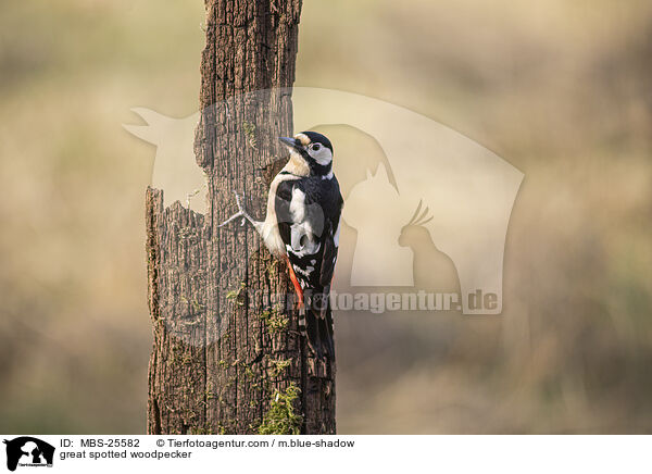 great spotted woodpecker / MBS-25582