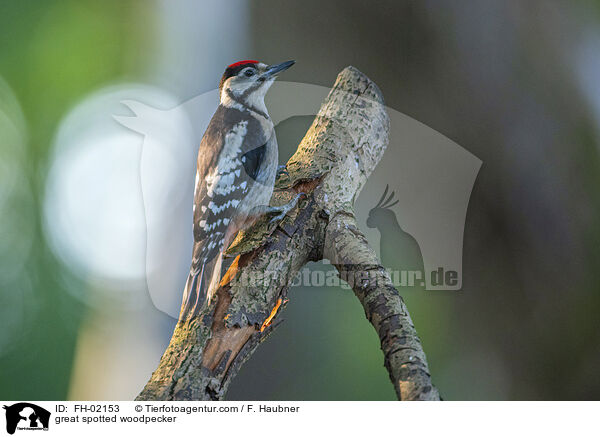 Buntspecht / great spotted woodpecker / FH-02153