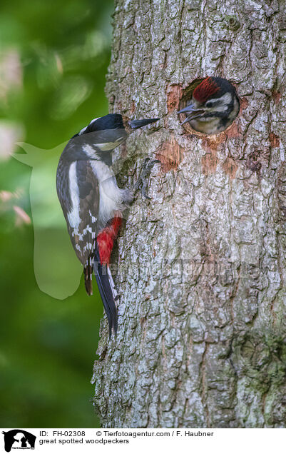 Buntspechte / great spotted woodpeckers / FH-02308