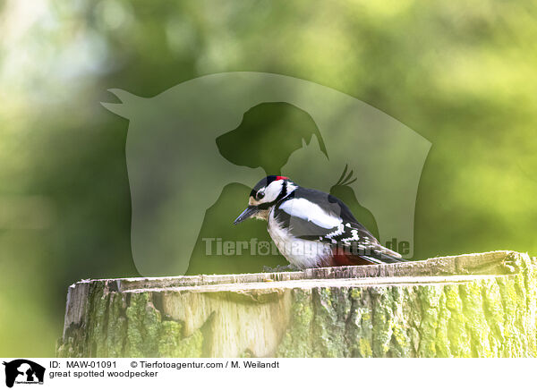 great spotted woodpecker / MAW-01091