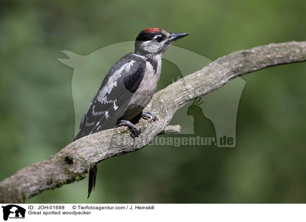 Buntspecht / Great spotted woodpecker / JOH-01688
