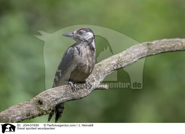 Buntspecht / Great spotted woodpecker / JOH-01690
