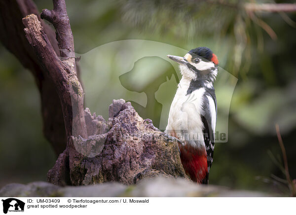 Buntspecht / great spotted woodpecker / UM-03409