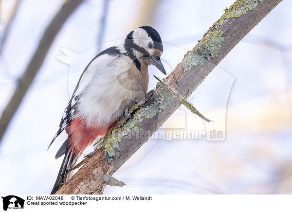 Buntspecht / Great spotted woodpecker / MAW-02048