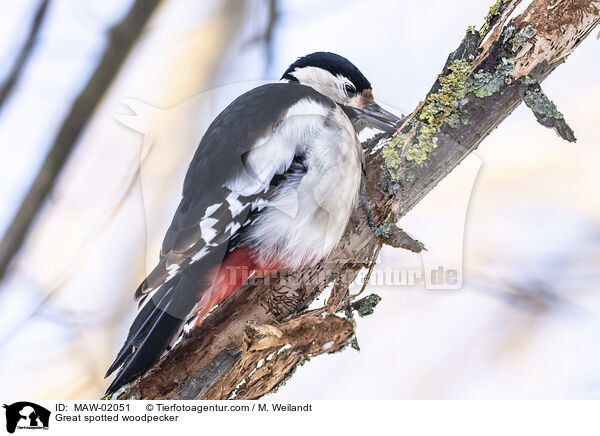 Great spotted woodpecker / MAW-02051