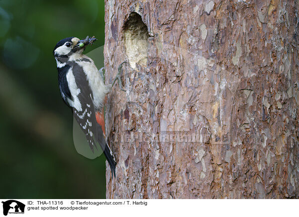 Buntspecht / great spotted woodpecker / THA-11316