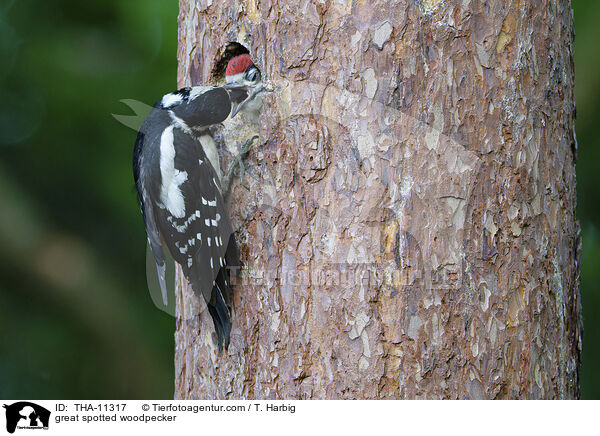 Buntspecht / great spotted woodpecker / THA-11317