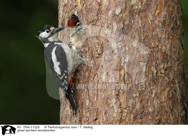 Buntspecht / great spotted woodpecker / THA-11322