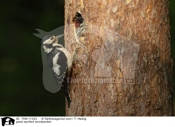 Buntspecht / great spotted woodpecker / THA-11323