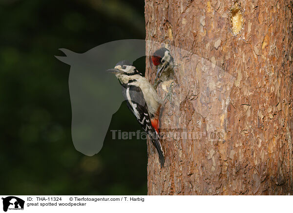 Buntspecht / great spotted woodpecker / THA-11324