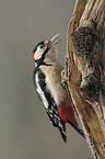 great spotted woodpecker
