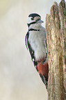great spotted woodpecker
